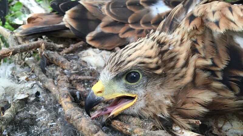 The successful Fingal fledgling comes after GET, along with the National Parks and Wildlife Service and the Welsh Kite Trust, brought back red kites to Ireland between 2007 and 2011.