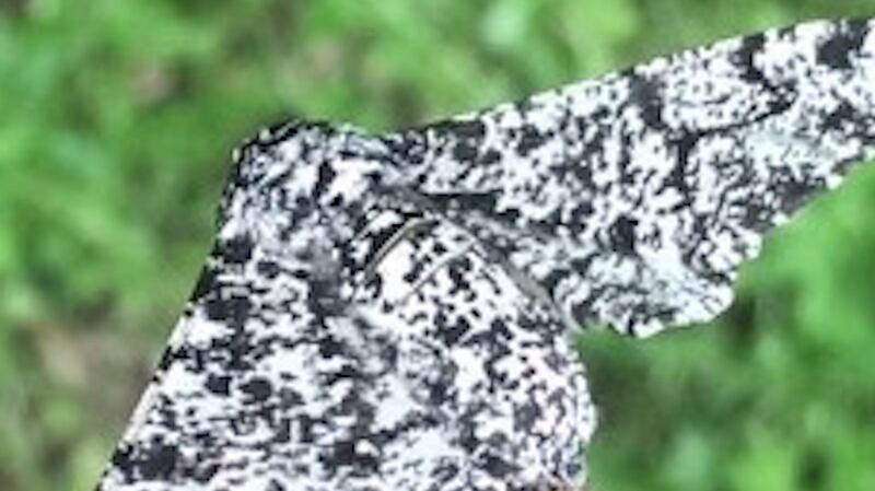 The peppered moth