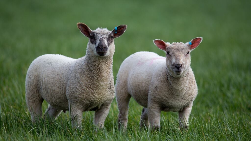 Initial findings indicated heat stress was the cause of the lambs’ deaths. There were no signs of infectious disease. Photograph: Steve Parsons/PA Wire