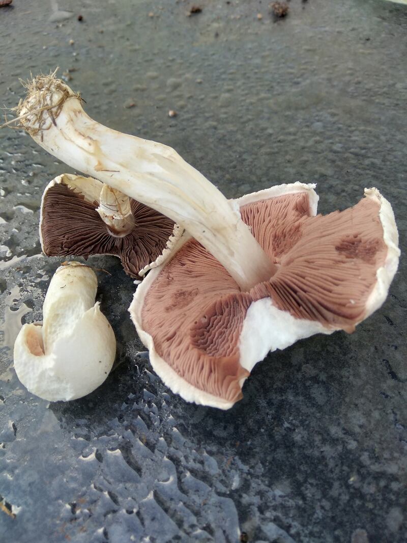 Half-eaten mushrooms
