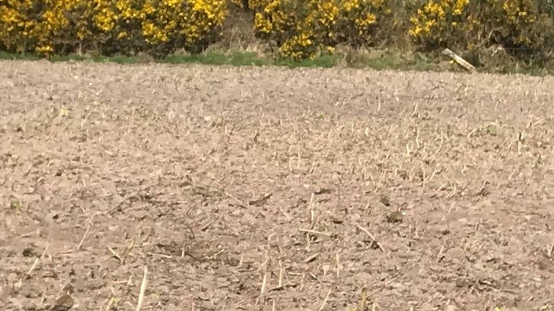Golden plovers
