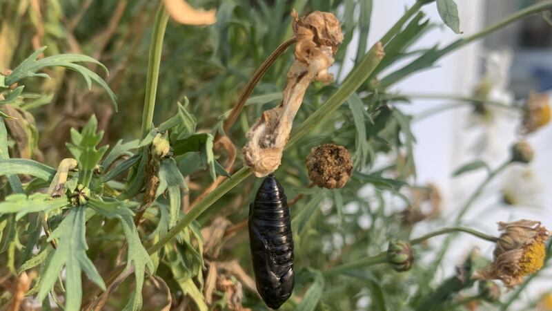 Moth chrysalis