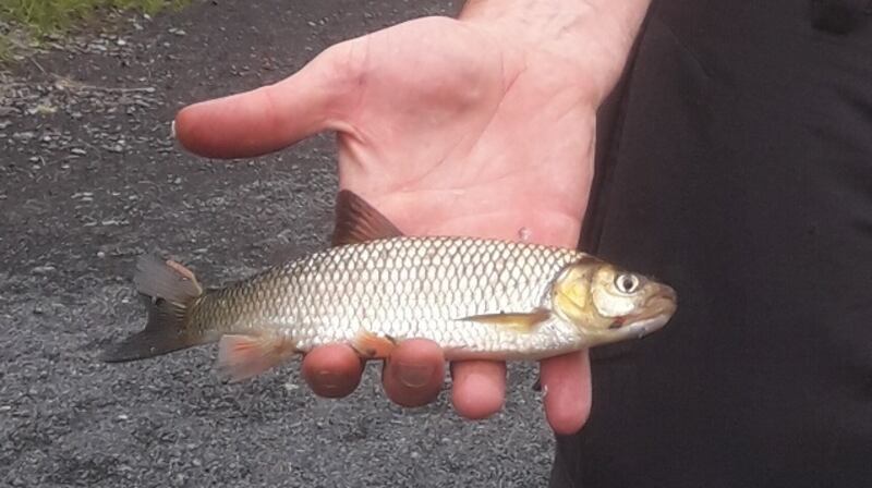 The reappearance of the invasive species chub on the river Inny in Co Longford