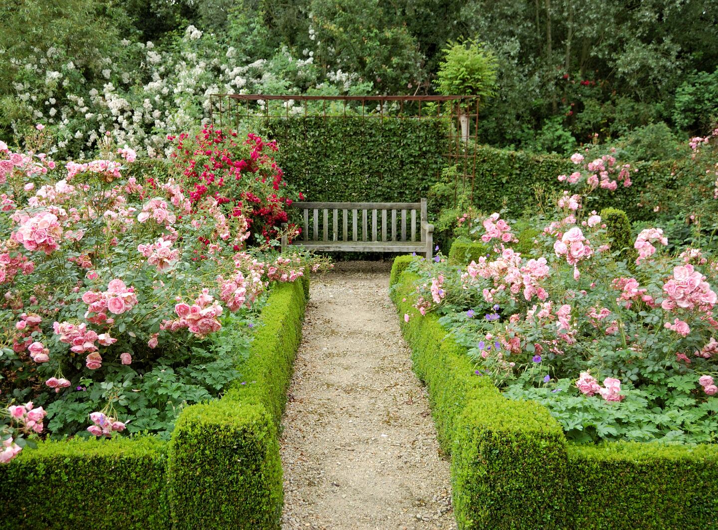 All is rosy in the garden: the 10 best rose varieties to delight the ...