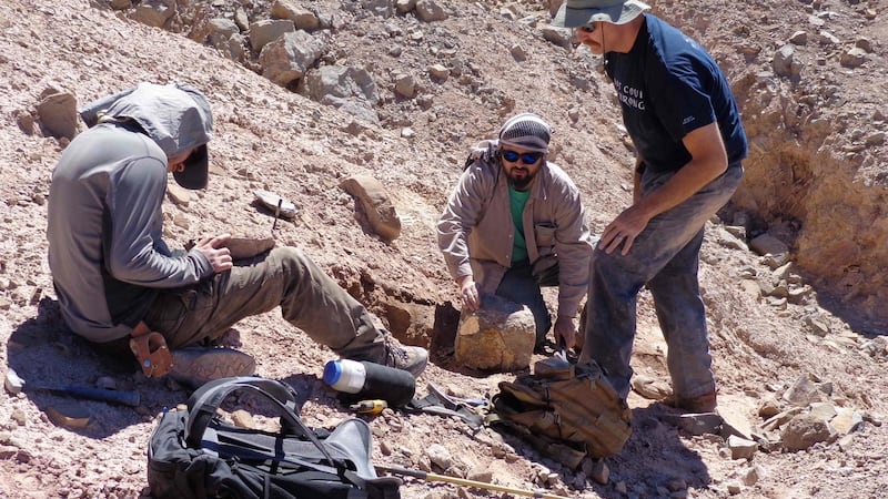 Scientists recover pterosaur  fossils in the Atacama Desert, northern Chile, in 2013. File photograph: Getty