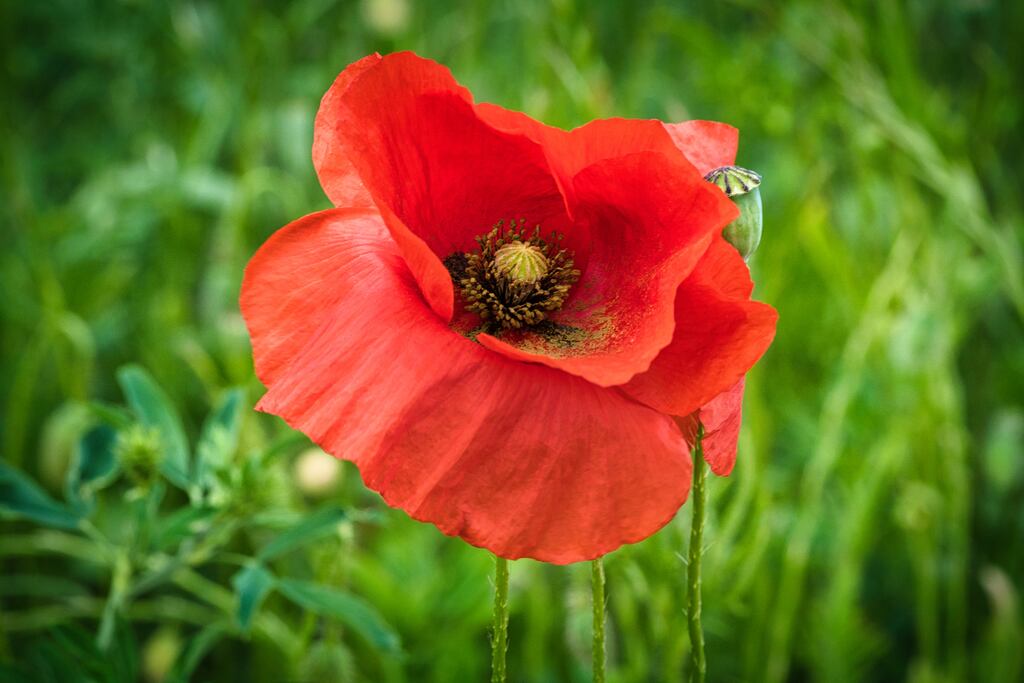 Wild field poppy or corn poppy, Papaver rhoeas