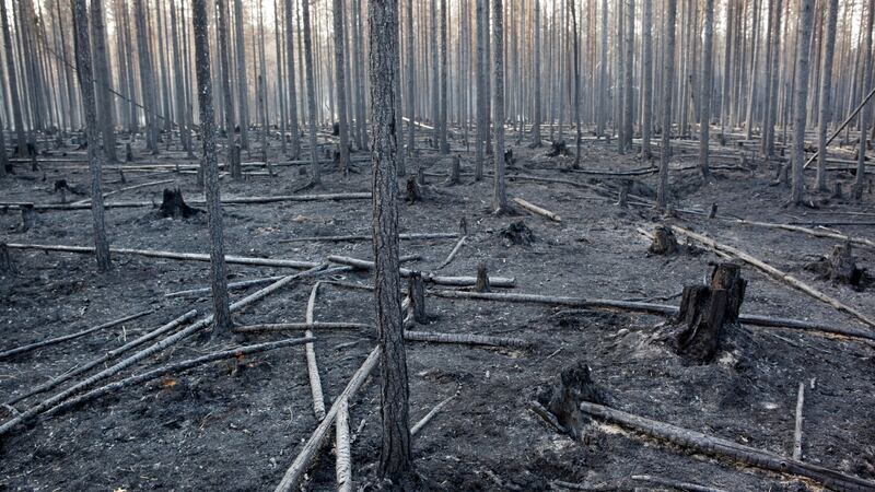 On July 22nd,  a burnt forest near Angra, in Ljusdal, Sweden, after a major wildfire. Photo by Mats Andersson / TT News Agency / AFP/ Getty Images