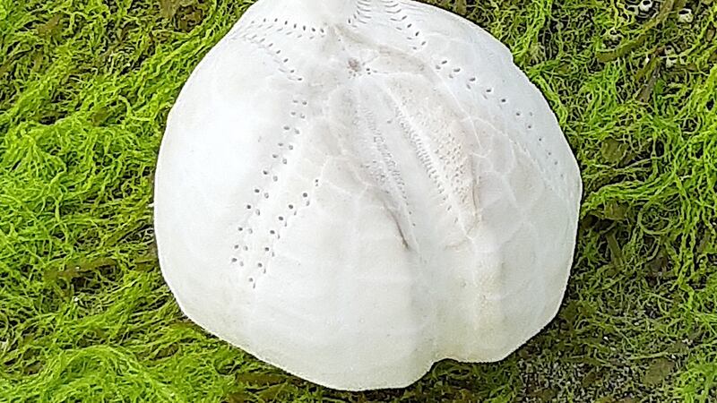 Potato urchin shell