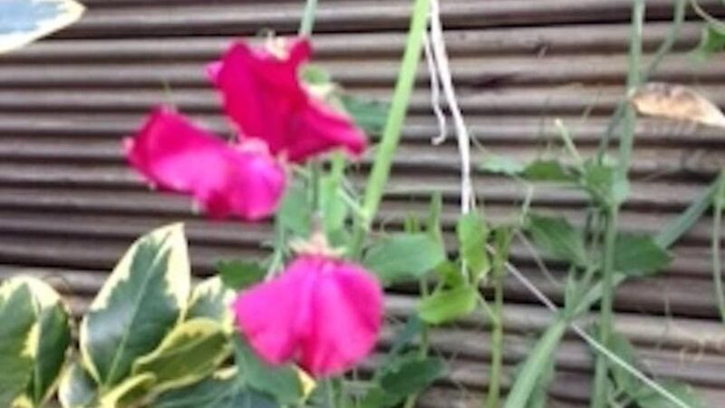 Eyes on nature: Val Boylan’s sweet peas in Shankill, in south Co Dublin