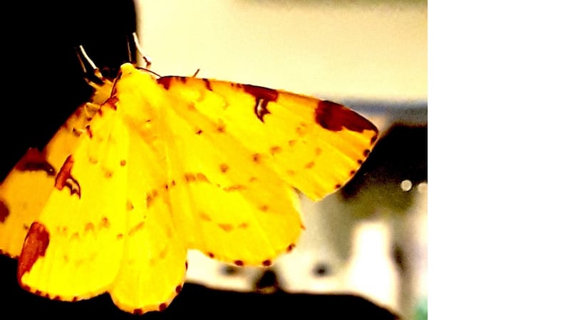 Brimstone moth