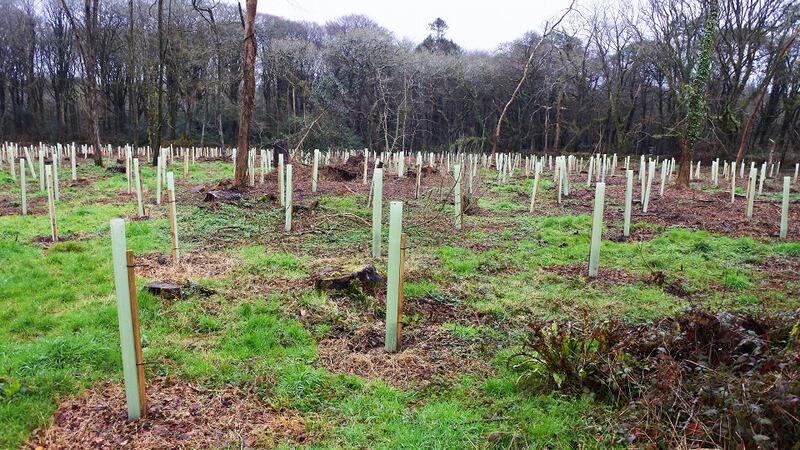 Coillte recently established a new not-for-profit entity, Coillte Nature, to focus on environment and recreational forests. Photograph: iStock