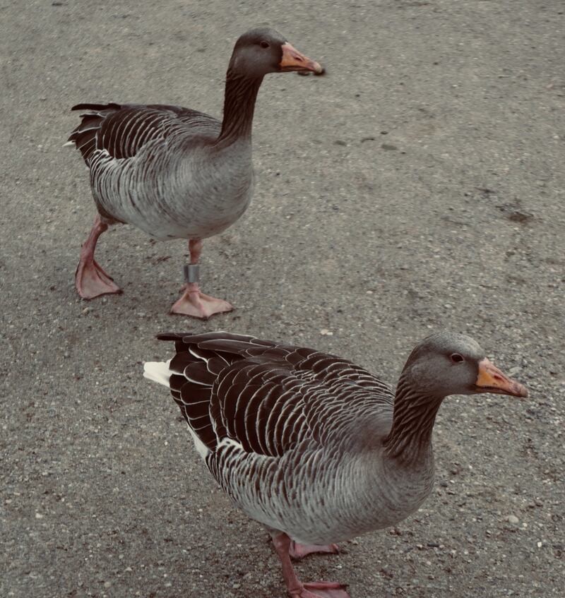 Several migrant flocks visit Ireland each autumn from their breeding grounds in Iceland. Photograph: Barry Hamilton