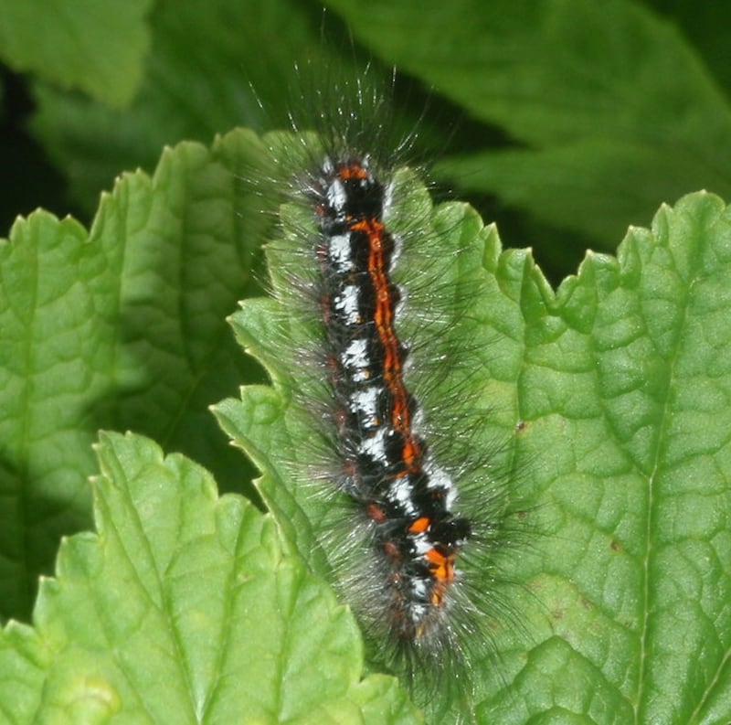 Anthony Manning sent a photograph of “a spectacular caterpillar of the yellow-tail moth, which is supposed to be very rare in Ireland”