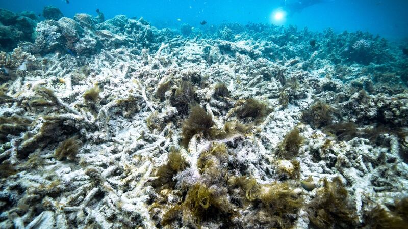 Global warming has resulted in a fivefold increase in the frequency of severe coral bleaching events in the past four decades. Photograph:  Kyodo News Stills via Getty Images