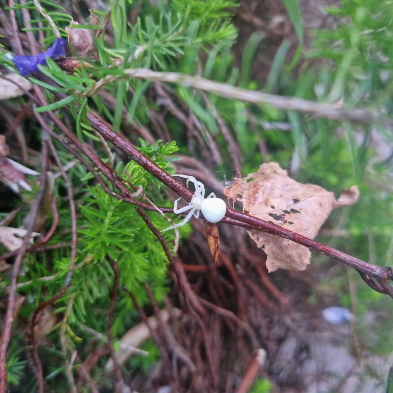 White spider. Photograph: Muireann O’Sullivan