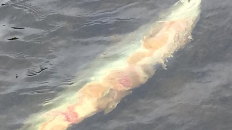 A salmon showing   signs of red skin disease in 2019. Photograph: Inland Fisheries Ireland