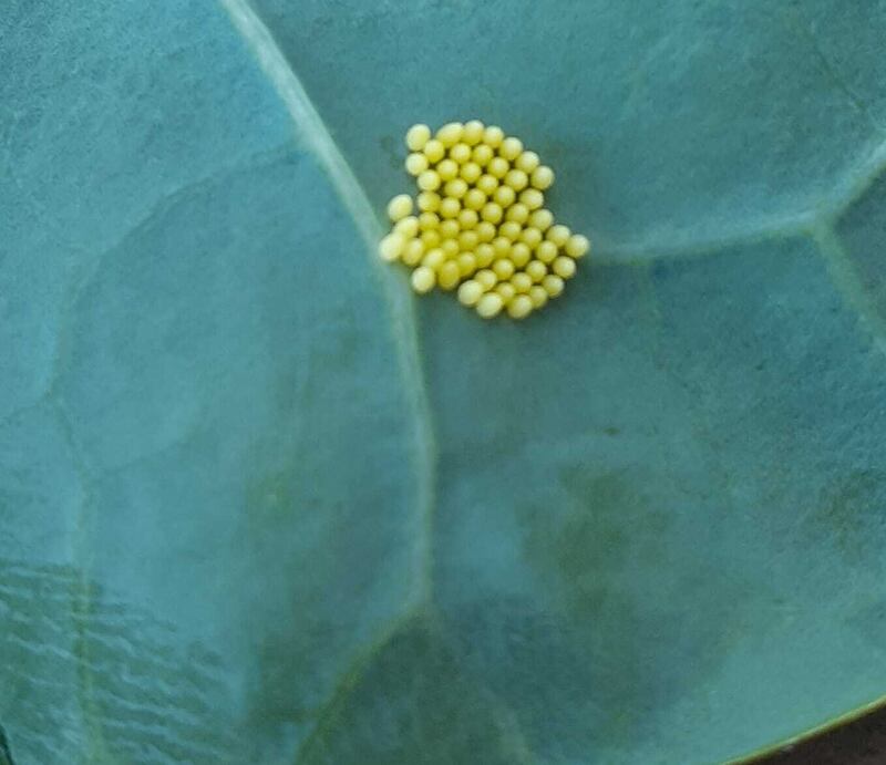 Eggs of the large white butterfly