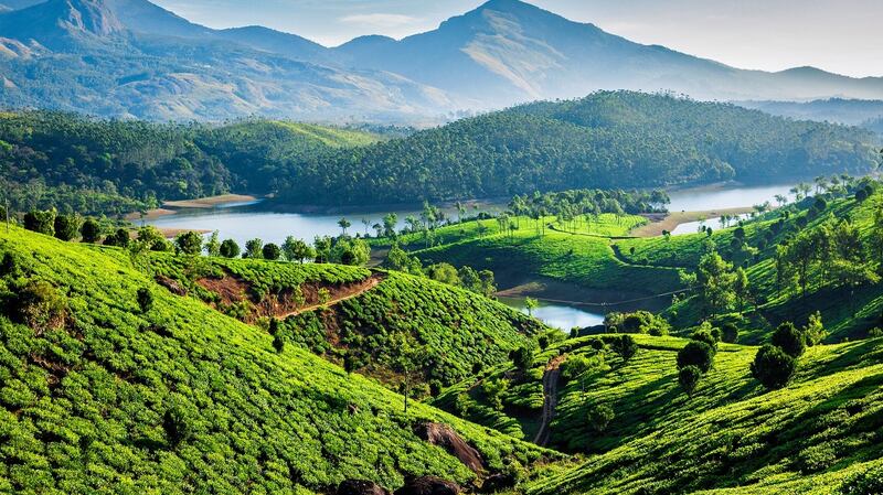 Tea Plantations near Munnar, Kerala