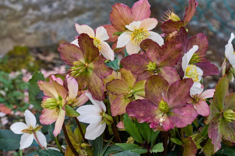 Mountain flowers 