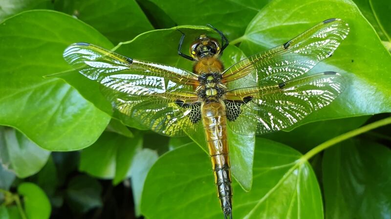 Four-spotted chaser dragonfly