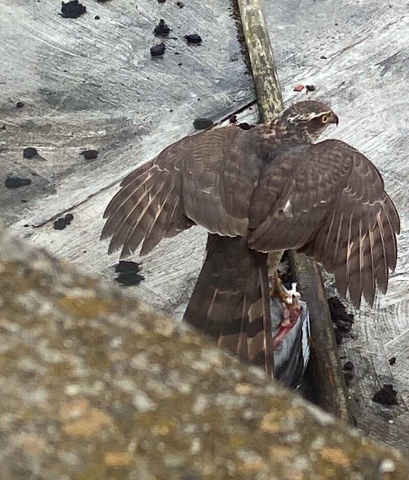 Sparrowhawk. Photograph supplied by Olive Kehoe