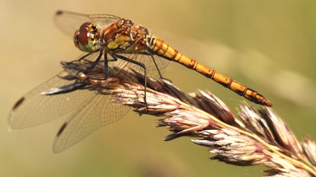 Eyes on nature: the brown hawker dragonfly that Jim Carolan saw