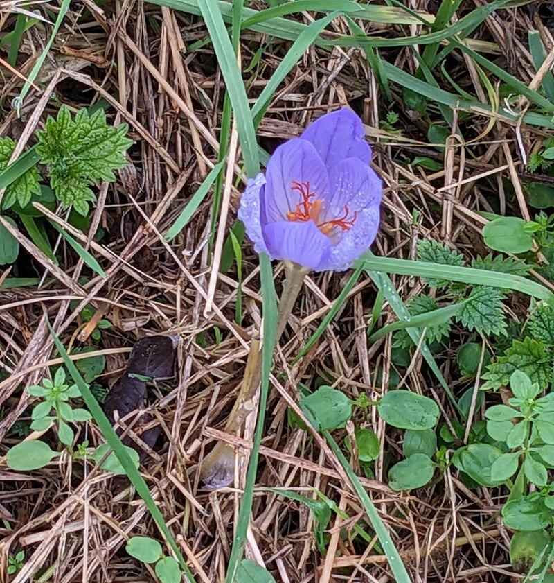 Bieberstein’s crocus. Photograph via Frances Gill