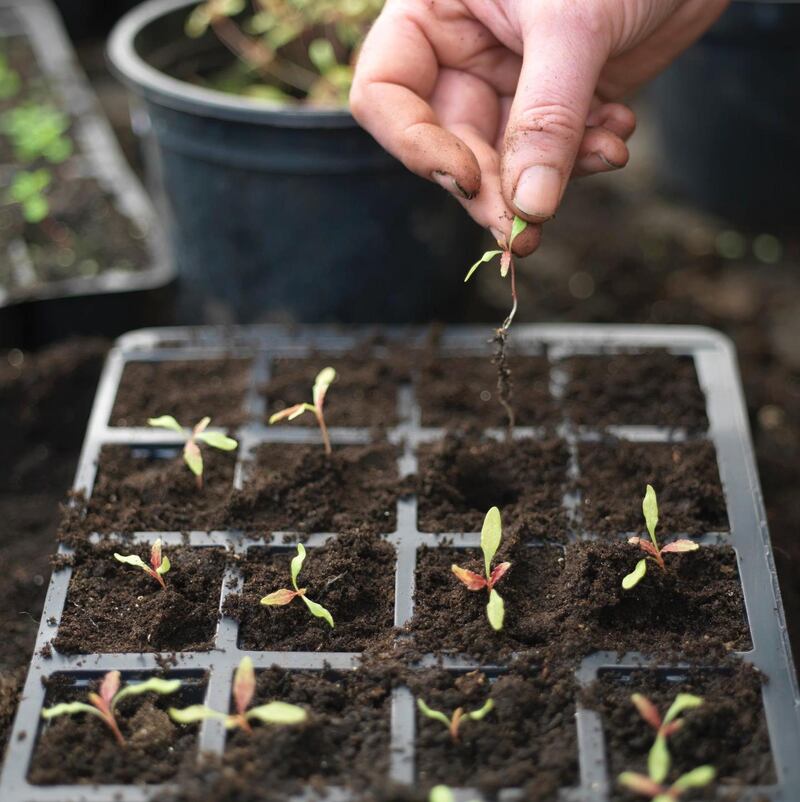 Pricking out young seedlings into modular trays. Photograph: Richard Johnston