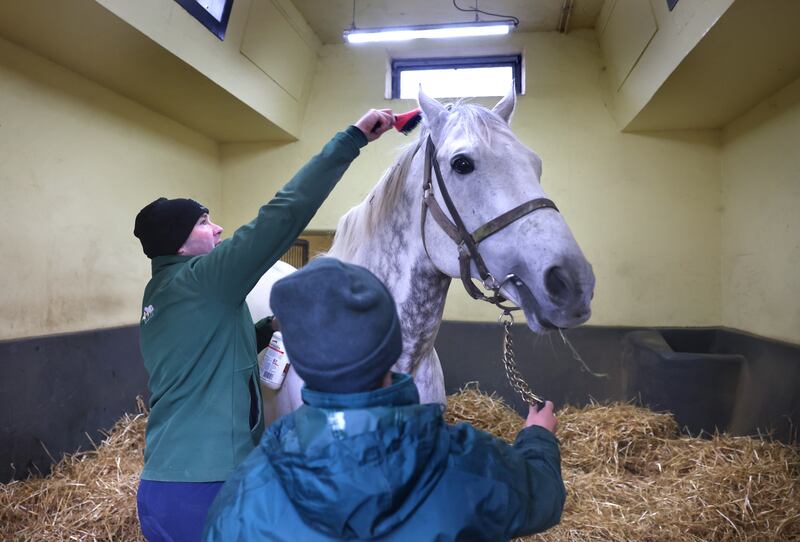 Libby Coseta and Niall Kelly grooming Phoenix of Spain. Photograph: Dara Mac Dónaill