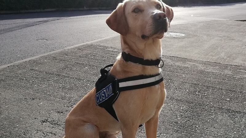 Detector dog Bailey
