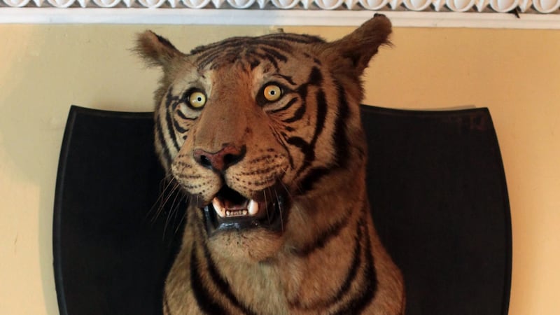 Lot 795:Van Ingen and Van Ingen Mounted Tiger, €800- 1,200