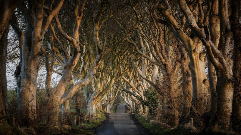 The Dark Hedges near Armoy, Co Antrim, a location made famous by Game of Thrones. Photograph: Northern Ireland Tourist Board/PA Wire