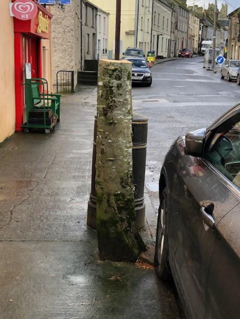 Nine mature trees in the streets of Fethard village were removed. Photograph: Alan Moore