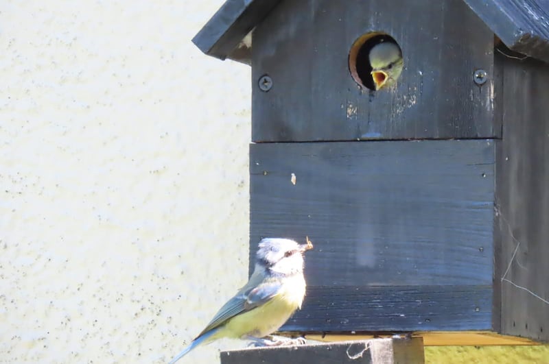 Bluetit nestbox. Photograph: Sharlette Caplin