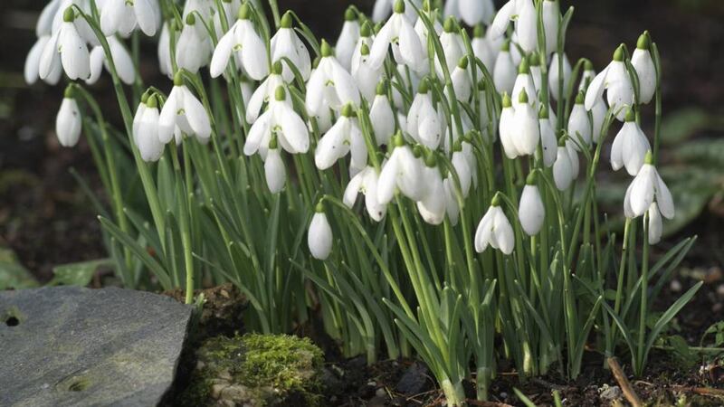 Galanthus ‘Castlegar’ at Altamont Gardens in Co Carlow. Photograph: Richard Johnston