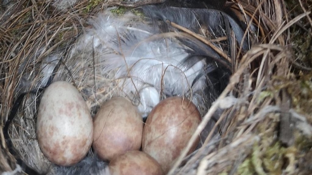 Cuckoo's eggs in a robin’s nest. The cuckoo does not build a nest or rear its own young and its young never meet the parents.