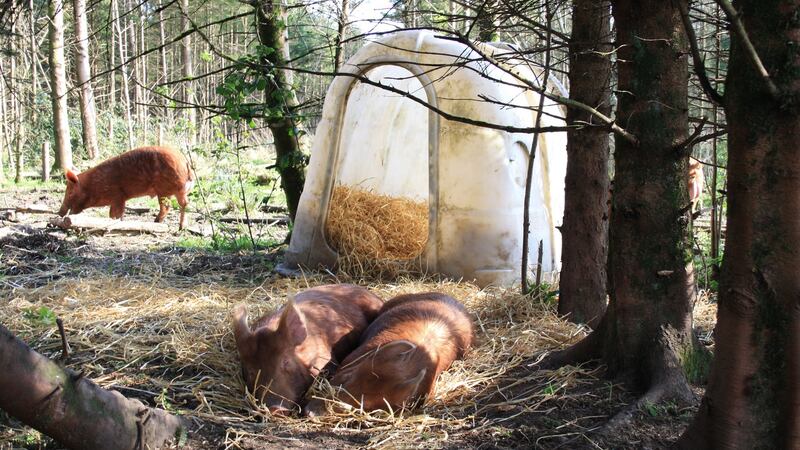 Ety Schuurmans’s Tamworth pigs
