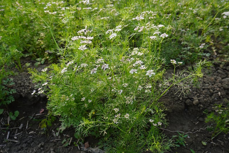 White coriander flowers. Photograph: Getty