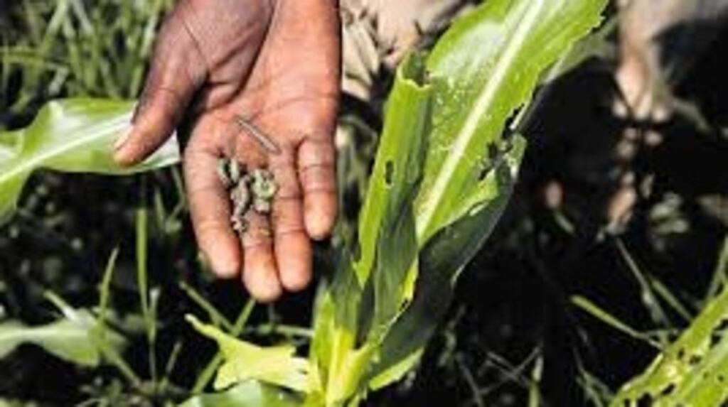 Damage to crops has been exacerbated by infestations of crop-eating caterpillars known as fall armyworms