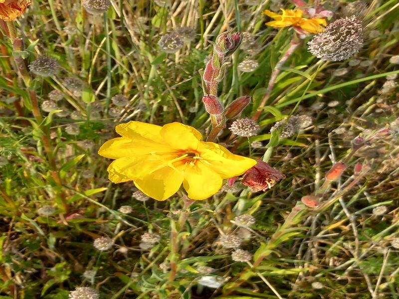 Evening primrose