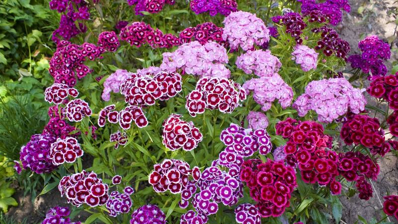 It’s time to prick out spring and early summer flowering biennials such as sweet William.