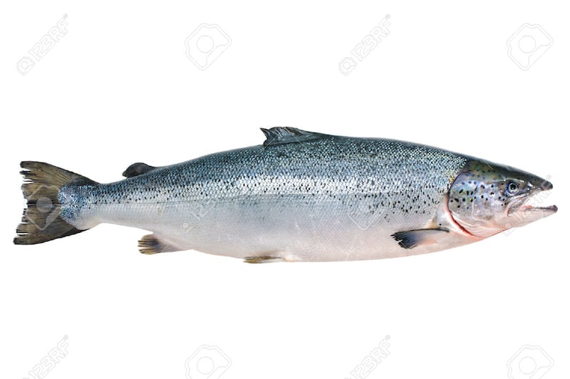 “Unless a salmon conservation programme is initiated, Ireland could be looking at a situation where we will have little or no salmon left in the wild,” according to Declan Cooke of Inland Fisheries Ireland