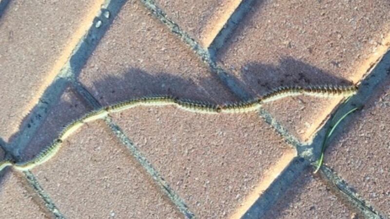 Eyes on nature: the pine processionary  caterpillars that Enda Mac Dermott saw in Spain