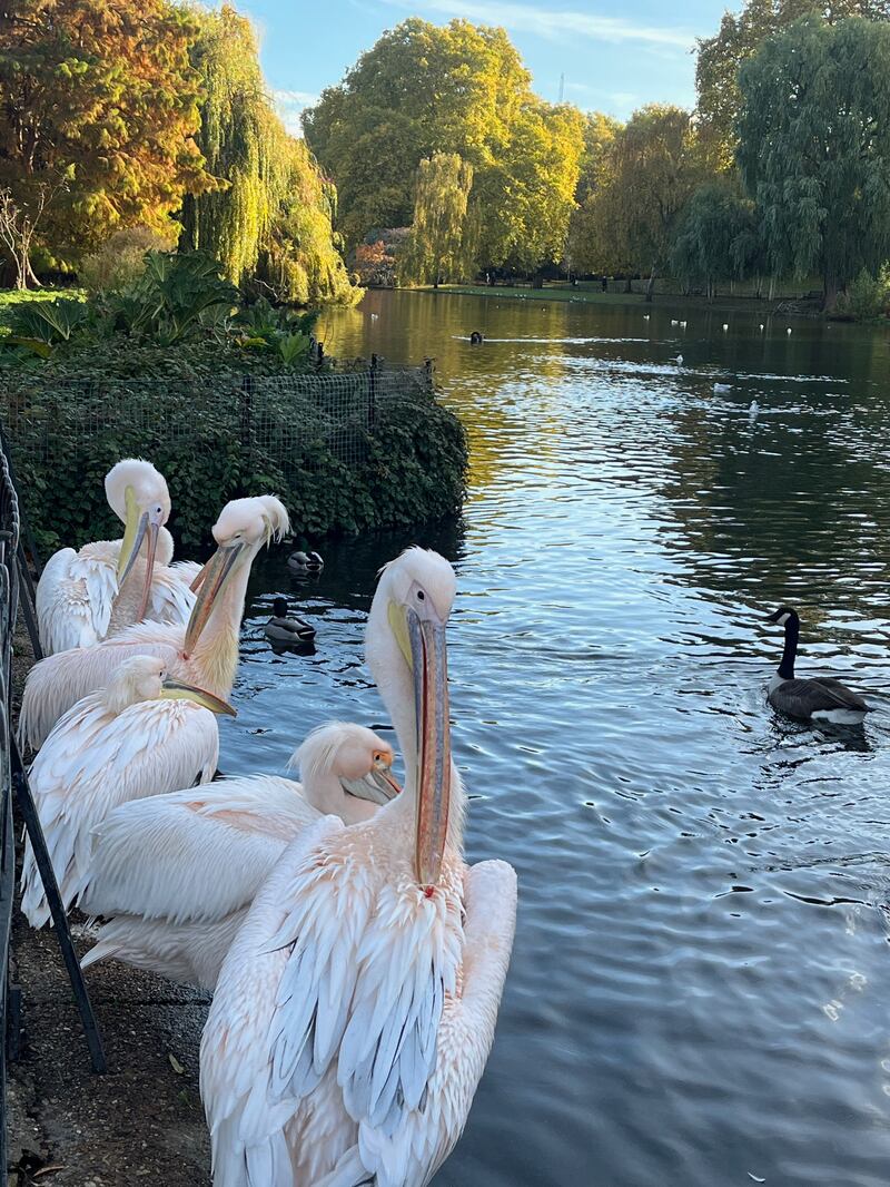 St James's Park's pelicans were originally a gift from a Russian ambassador