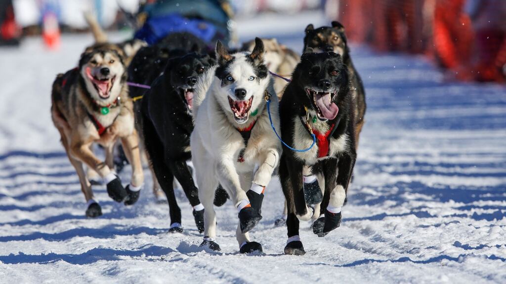 Dogs compete in the Iditarod Trail Sled Dog Race in Willow, Alaska. A man has been arrested following snowmobile attacks on the race. Photograph: Nathaniel Wilder/Reuters