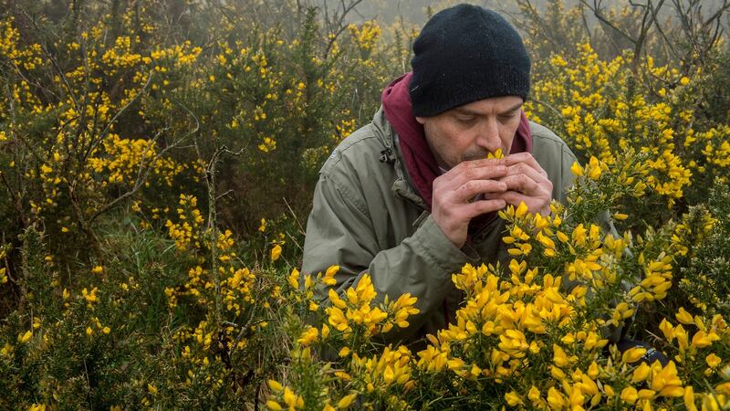 Heron & Grey: Damien Grey foraging on Killiney Hill. Photograph: Brenda Fitzsimons