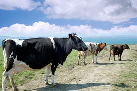 Kerry Dairy Ireland rebrands as ‘Kinisla’, as it plots €300m investment initiative