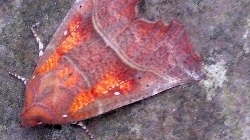 Herald moth