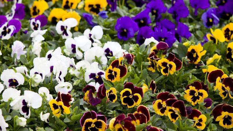 Continue planting winter bedding and spring-flowering biennials such as  pansies. Photograph: iStock