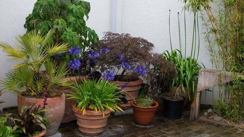 Plants in Valerie Duffy’s garden in Rathmines. Photograph:  Damien Eagers